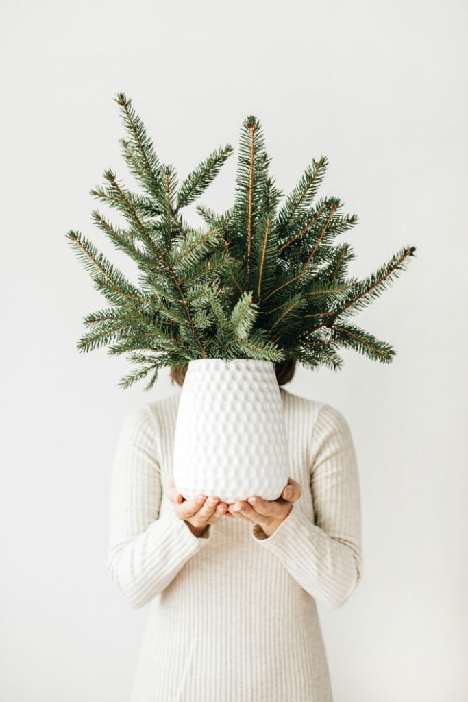 small pine tree in pot 